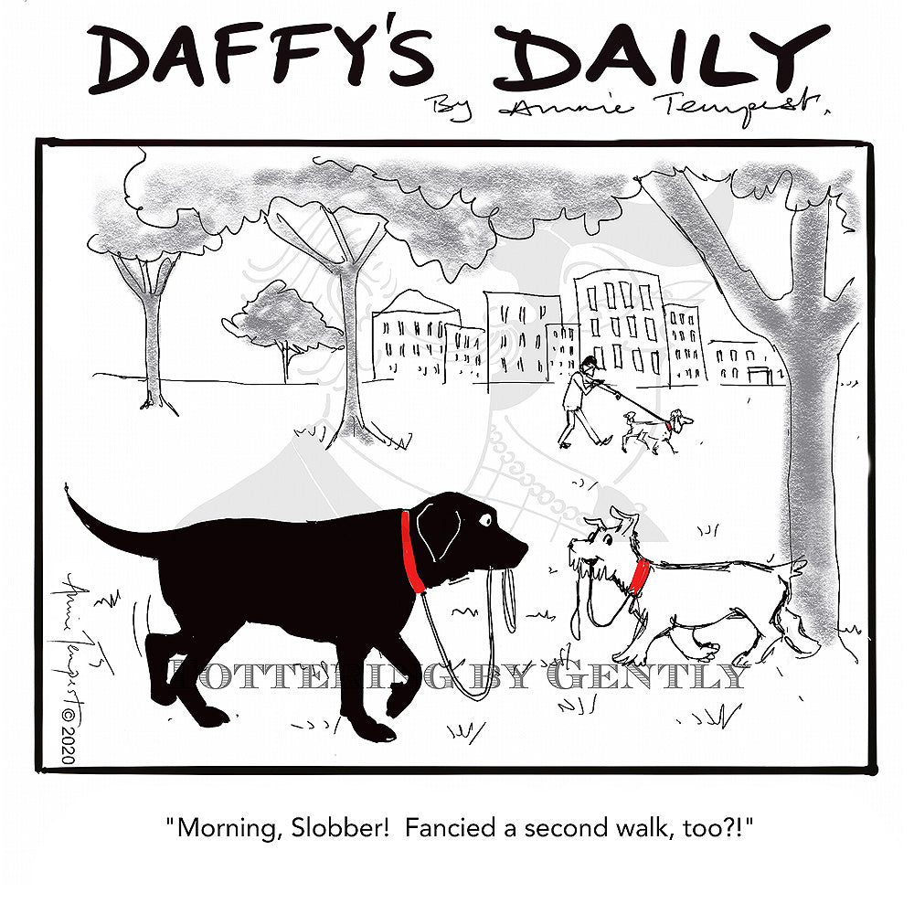 Daffy's Daily - Fancied a second walk too? (DD39)